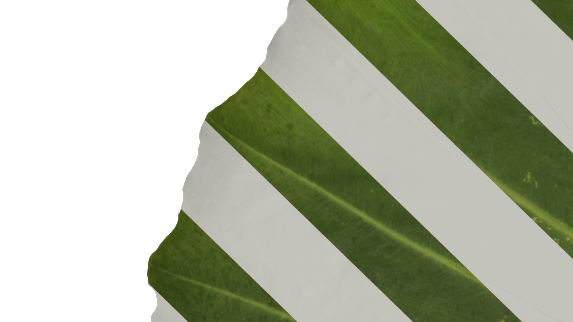 Anydrafts Colocasia gigantea Leaf 07 F Texture_3