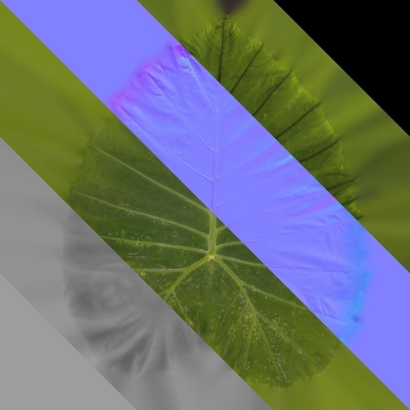 Anydrafts Colocasia gigantea Leaf 07 F Texture_8