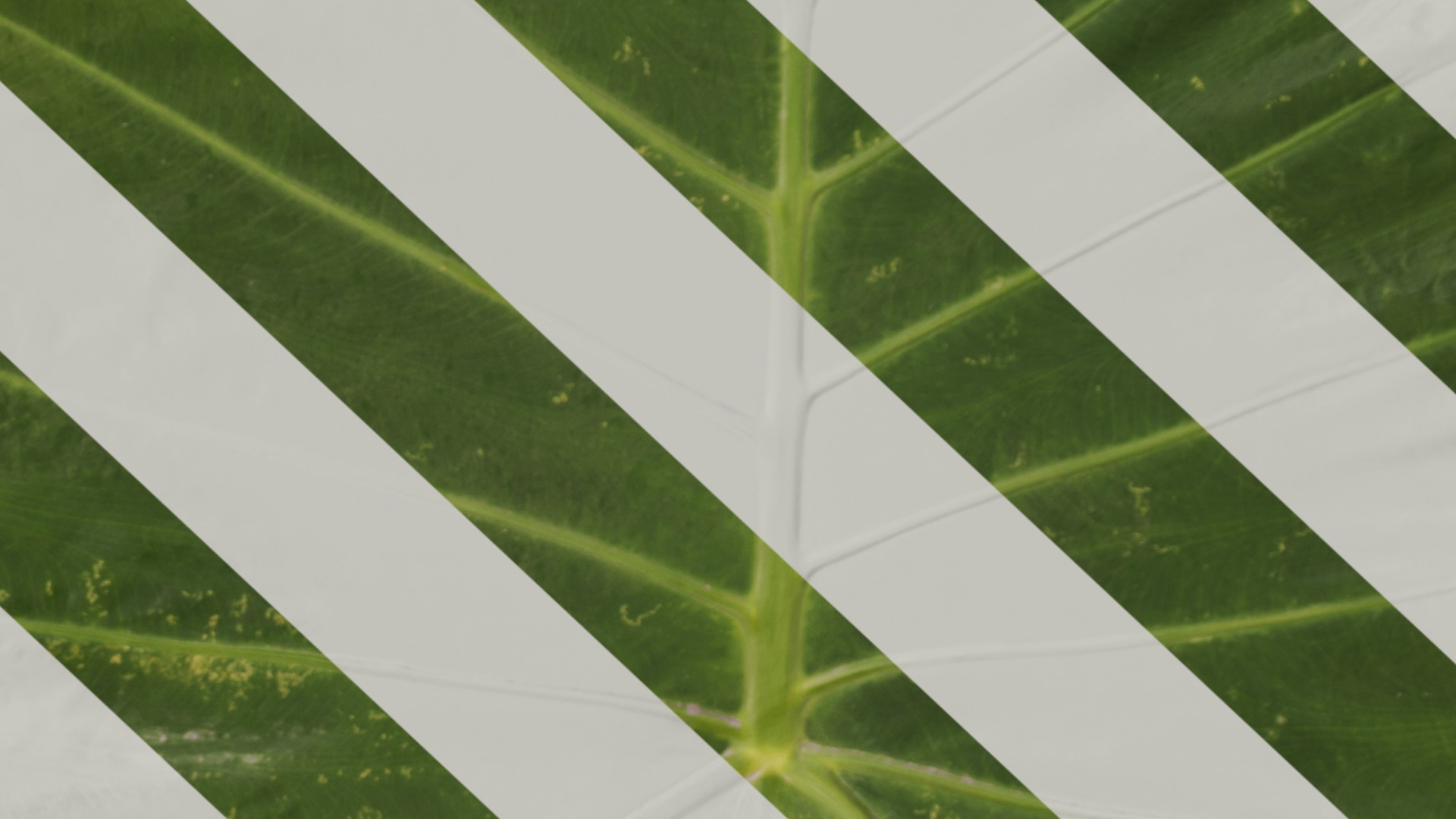 Anydrafts Colocasia gigantea Leaf 07 F Texture_7