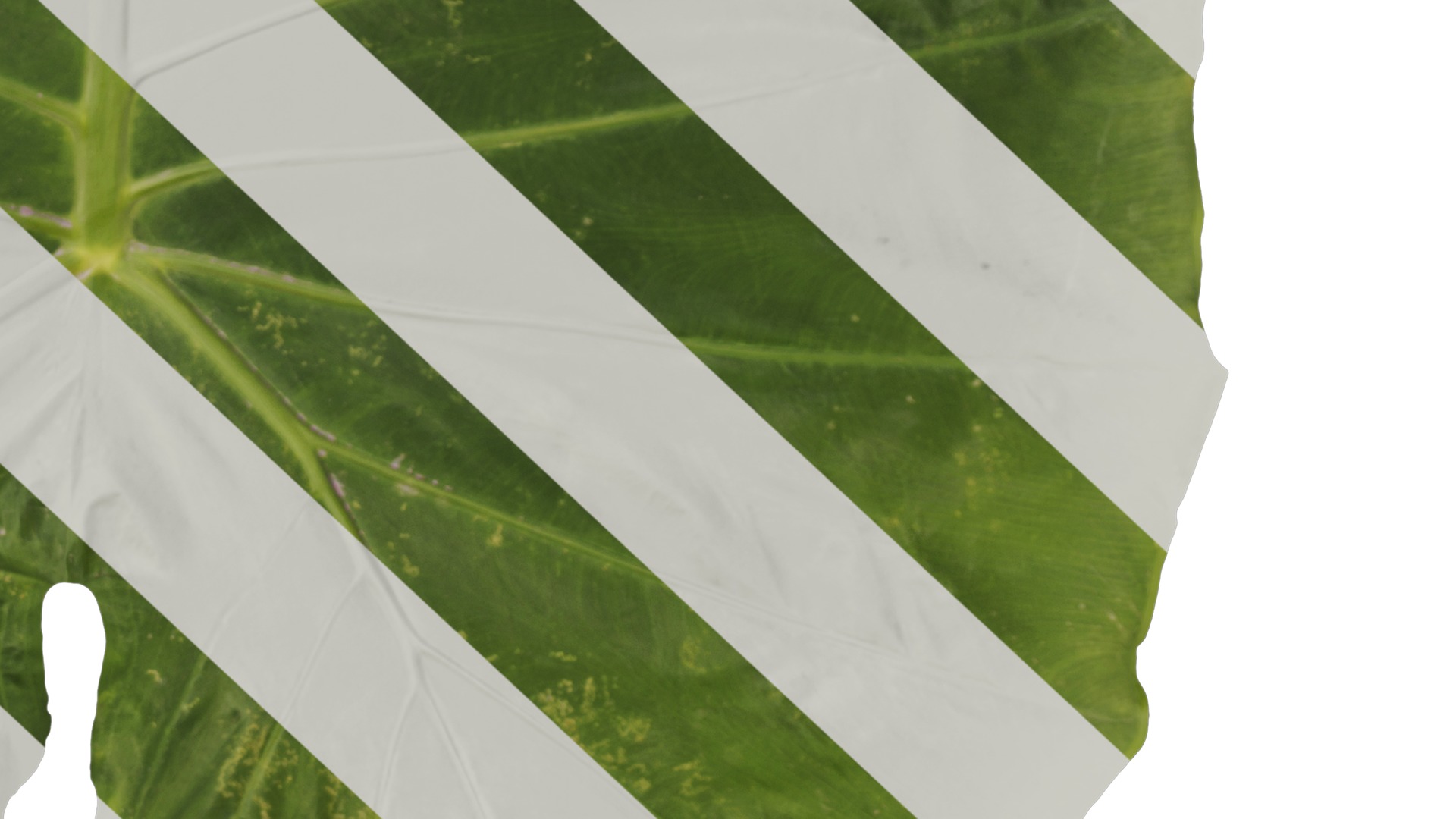 Anydrafts Colocasia gigantea Leaf 07 F Texture_6