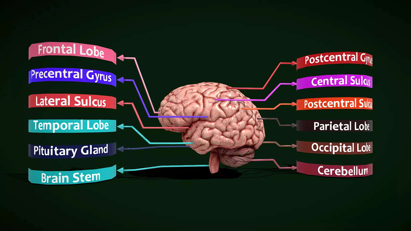 Brain - Labelled Diagram of Human Brain Low-poly 3D model_0