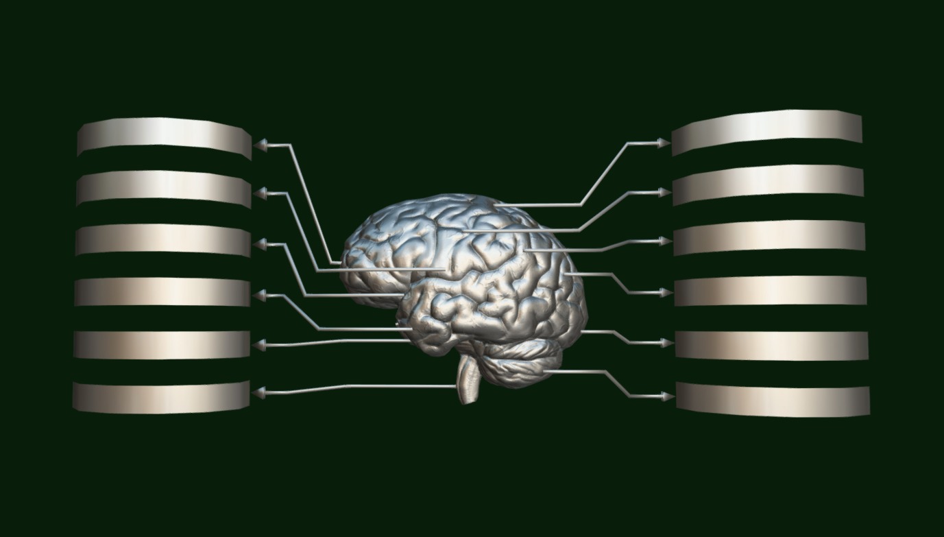 Brain - Labelled Diagram of Human Brain Low-poly 3D model_3