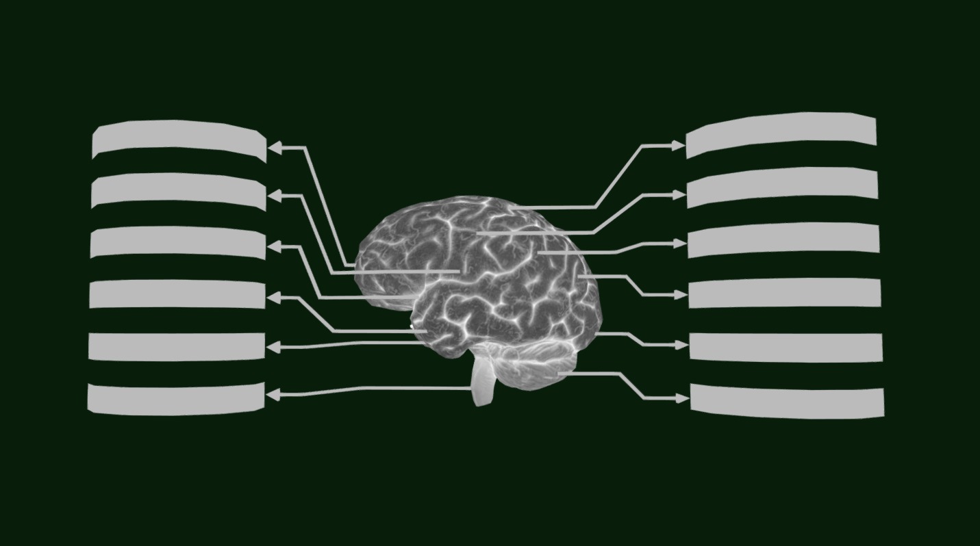 Brain - Labelled Diagram of Human Brain Low-poly 3D model_5