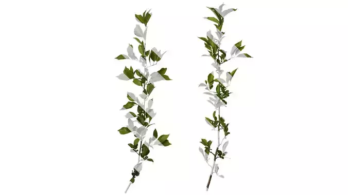 Anydrafts Malus halliana Atlas 11