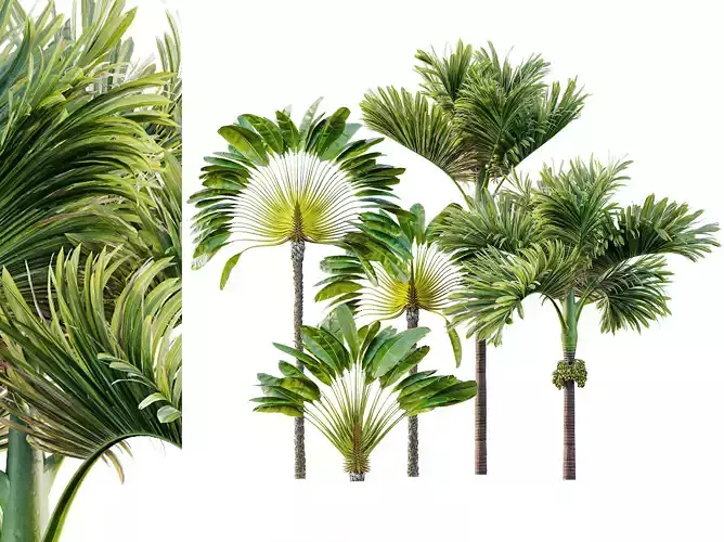 AV  Travelers Palm and Areca Catechu Decorative Garden Fruit