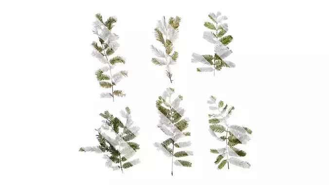 Anydrafts Metasequoia glyptostroboides Atlas 13