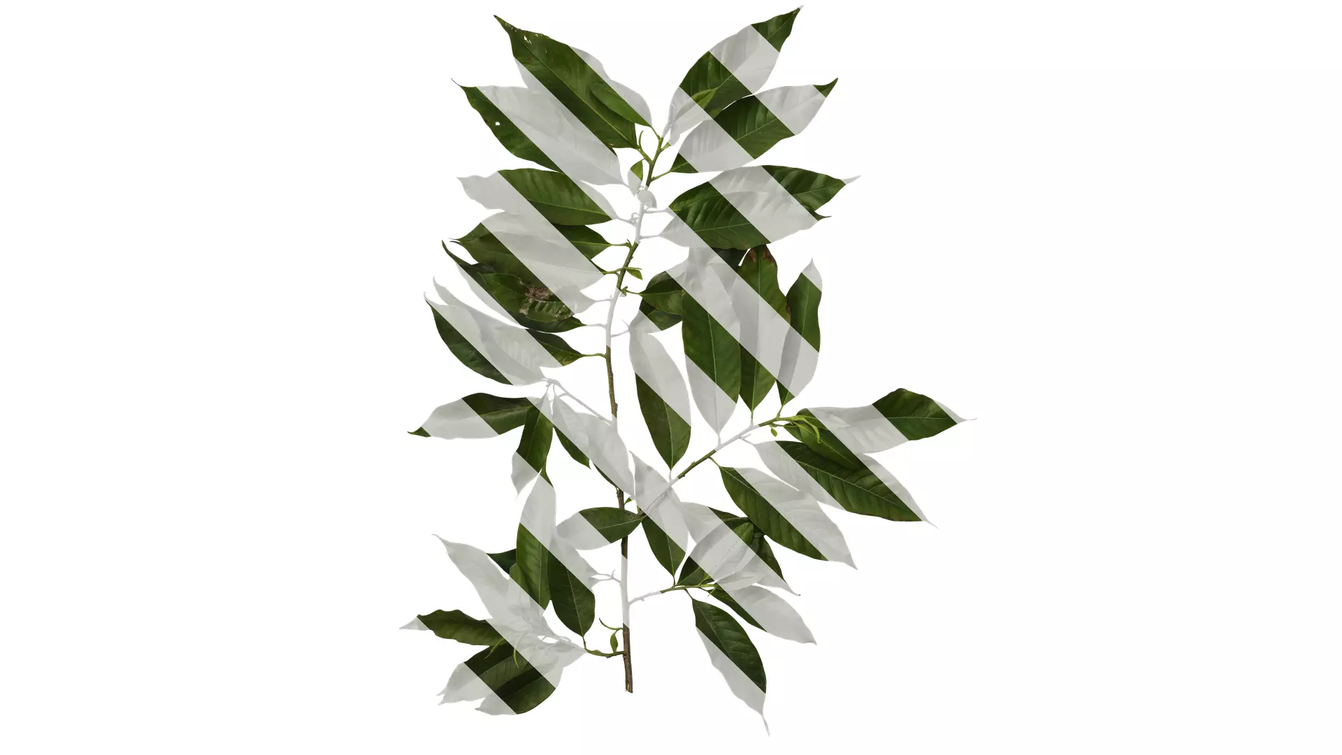Anydrafts Michelia alba Atlas 05 Texture