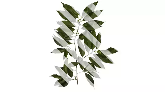 Anydrafts Michelia alba Atlas 05