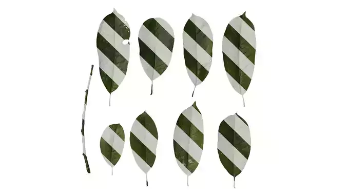Anydrafts Michelia chapensis Leaf 01
