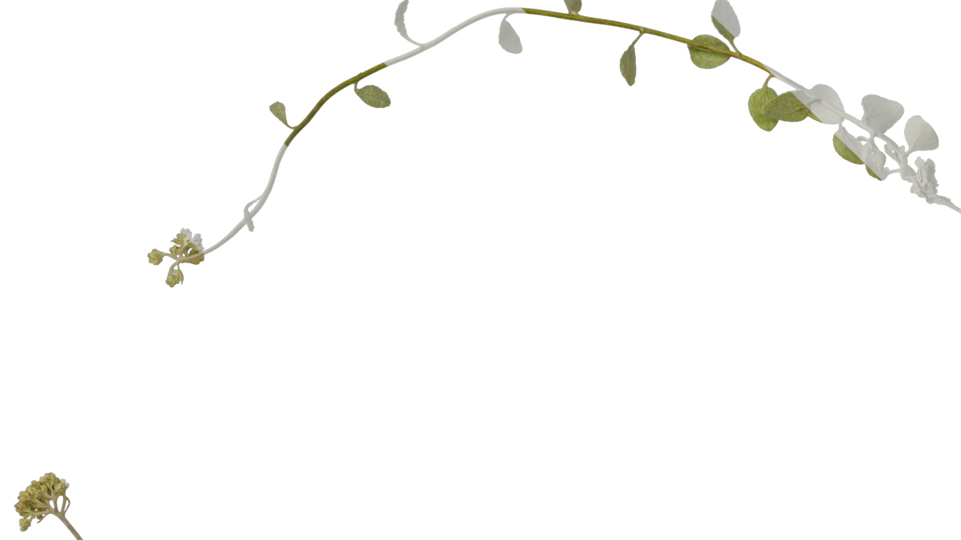 Anydrafts Helichrysum microphyllum Atlas 01 Texture_3