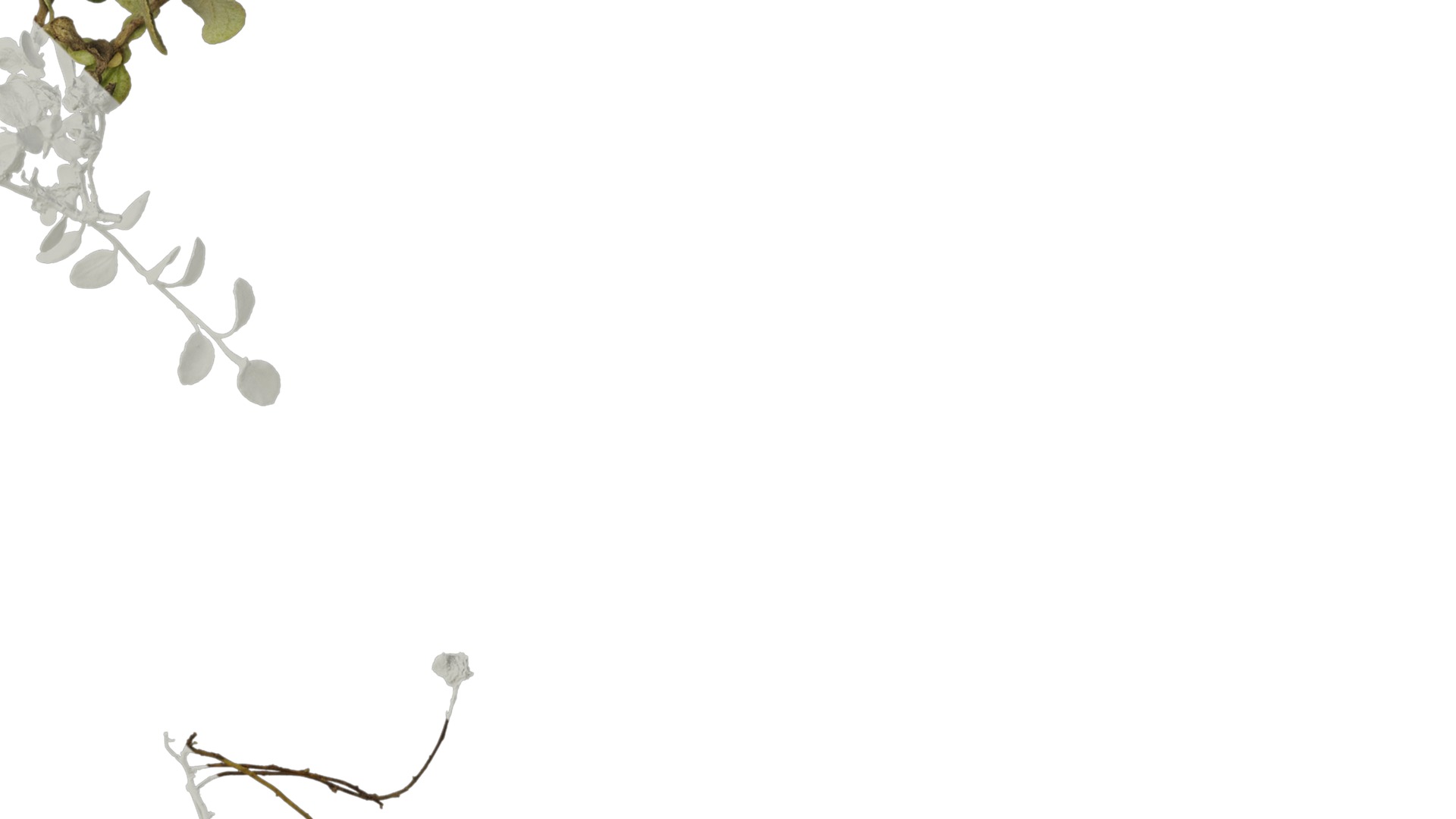 Anydrafts Helichrysum microphyllum Atlas 01 Texture_4