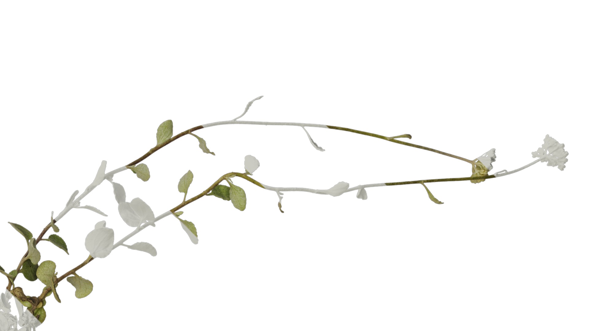 Anydrafts Helichrysum microphyllum Atlas 01 Texture_2