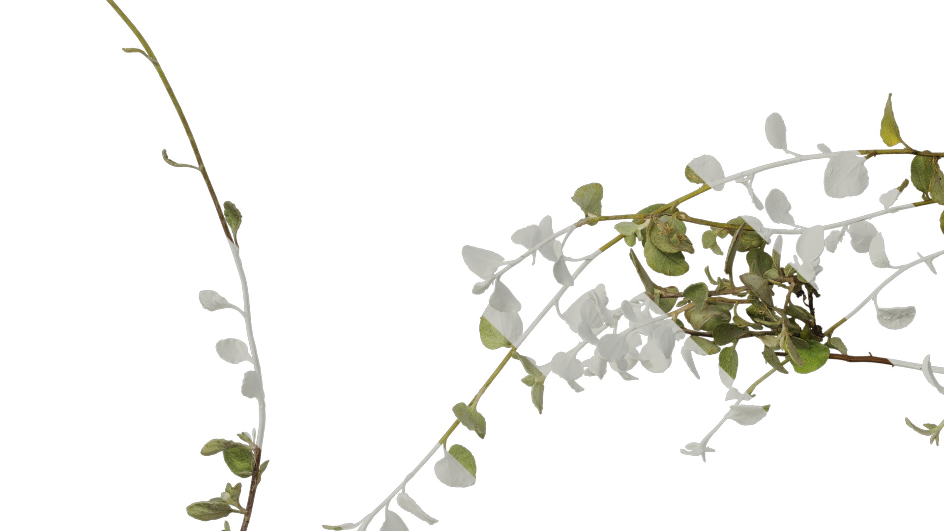 Anydrafts Helichrysum microphyllum Atlas 01 Texture_5