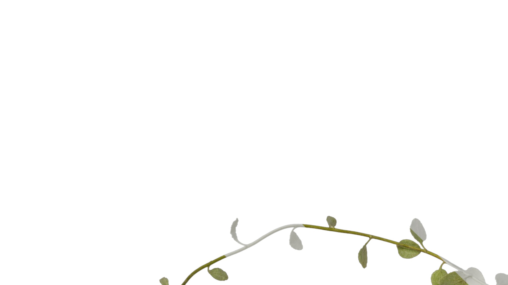 Anydrafts Helichrysum microphyllum Atlas 01 Texture_1