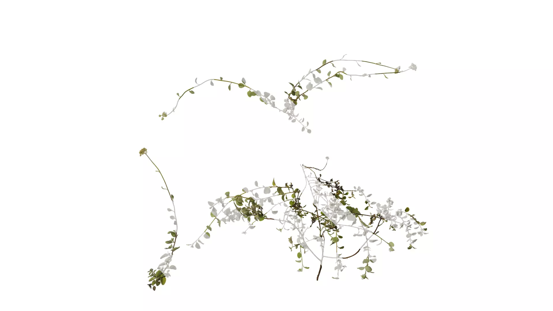 Anydrafts Helichrysum microphyllum Atlas 01 Texture_0