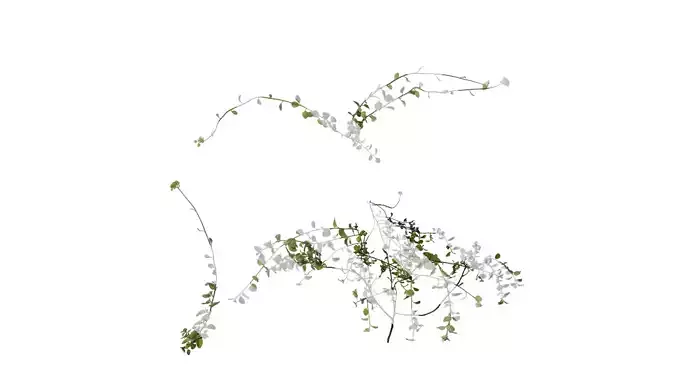 Anydrafts Helichrysum microphyllum Atlas 01