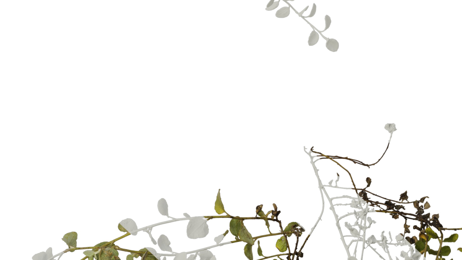 Anydrafts Helichrysum microphyllum Atlas 01 Texture_7