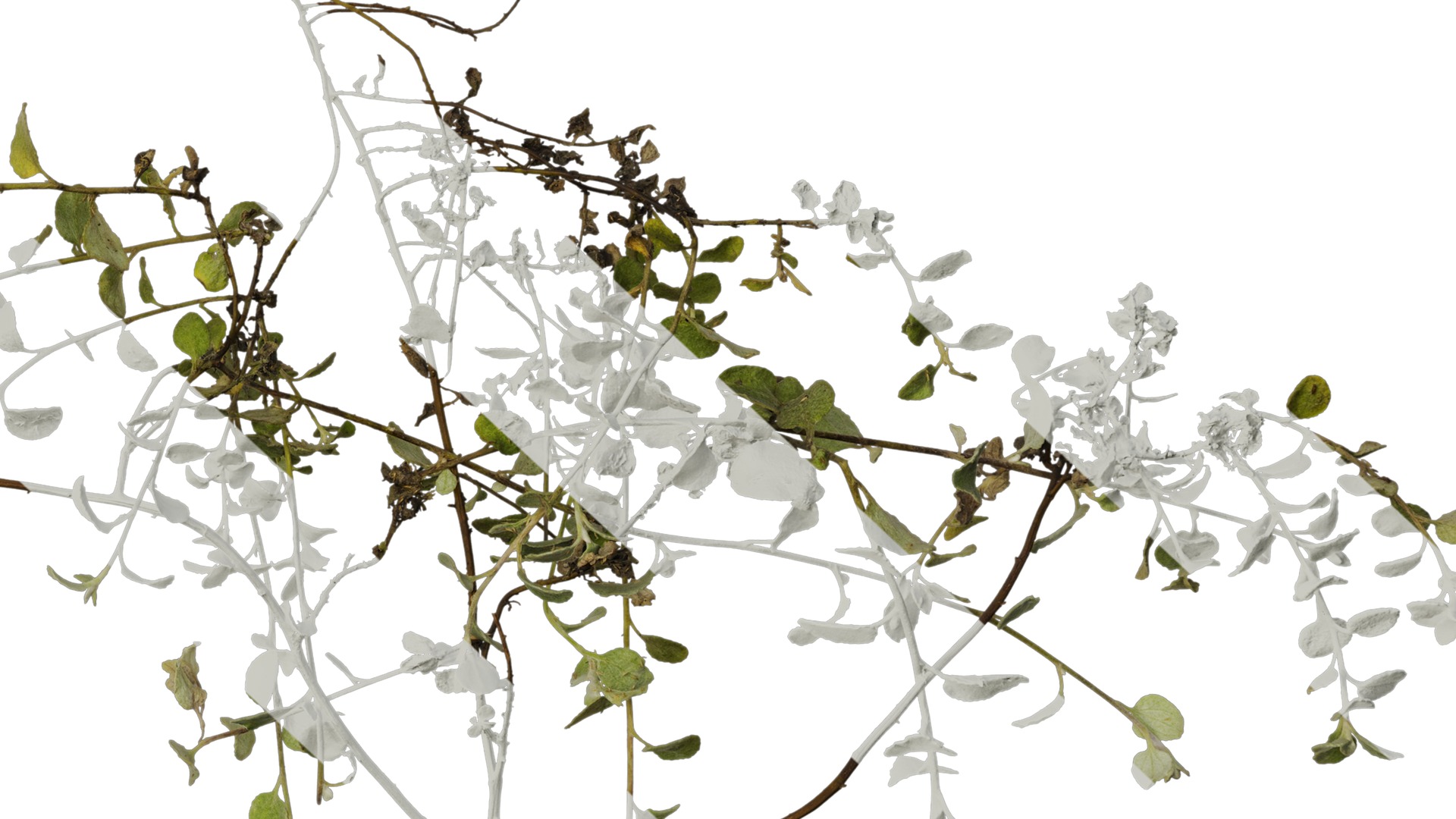 Anydrafts Helichrysum microphyllum Atlas 01 Texture_6