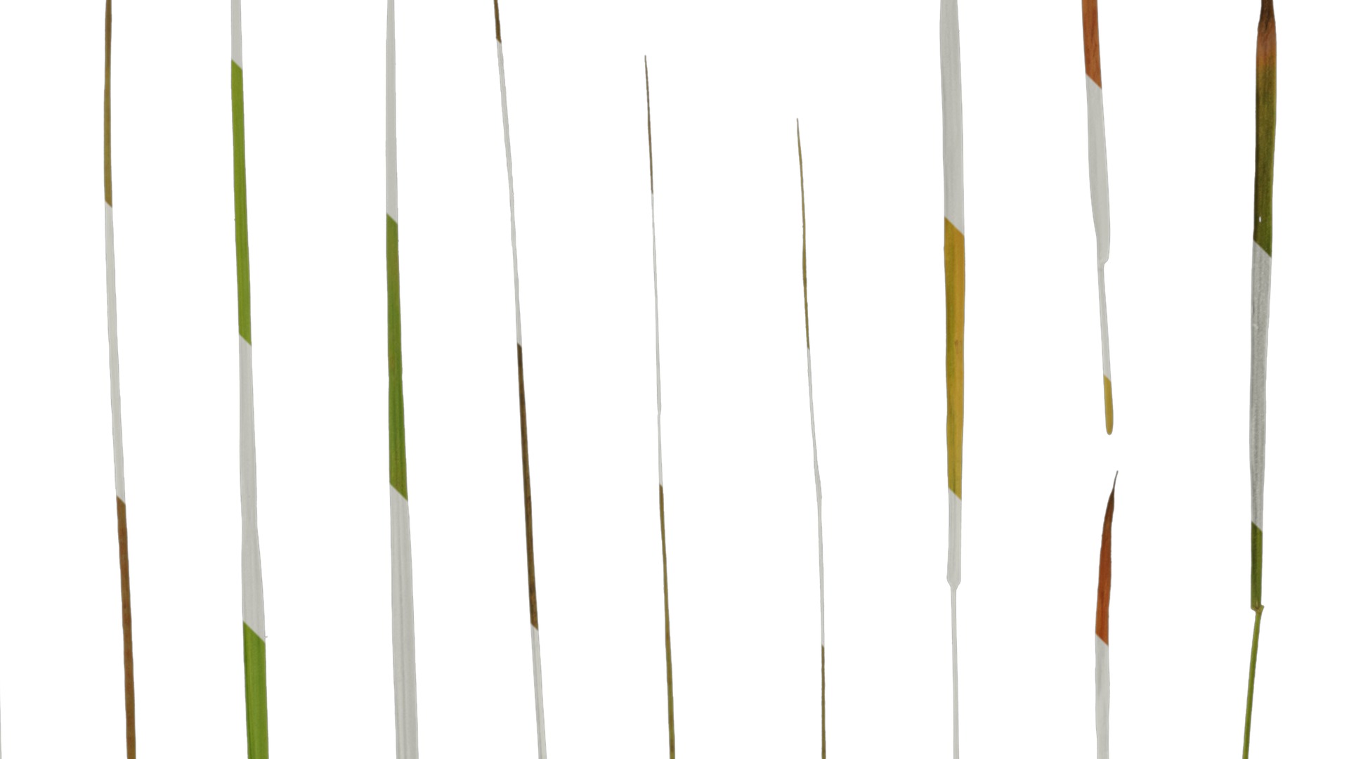 Anydrafts Imperata cylindrica Leaf 11 Texture_2