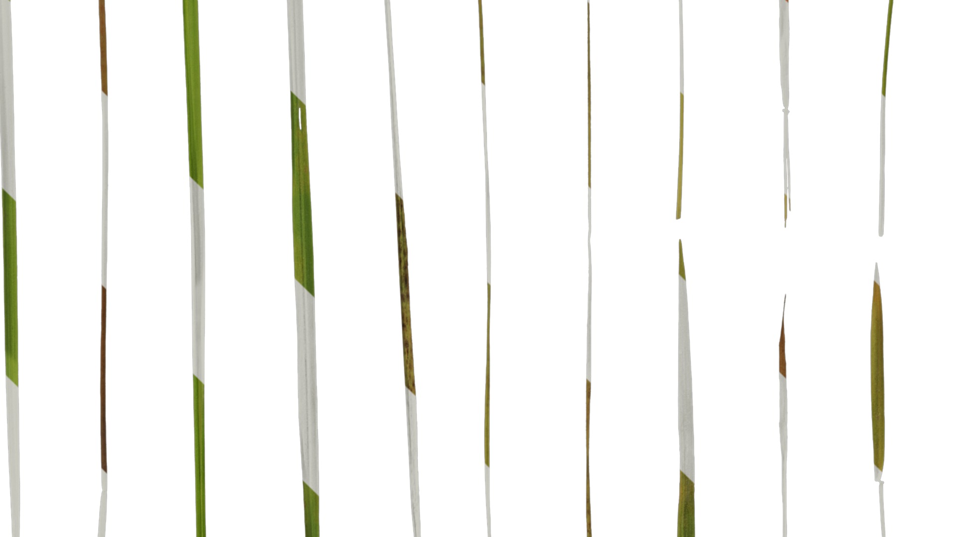 Anydrafts Imperata cylindrica Leaf 11 Texture_4