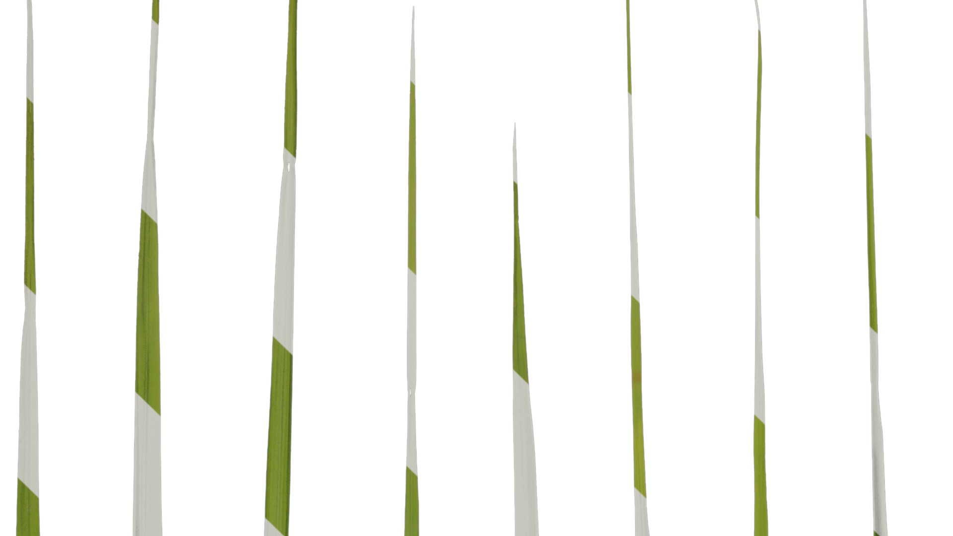 Anydrafts Imperata cylindrica Leaf 11 Texture_1