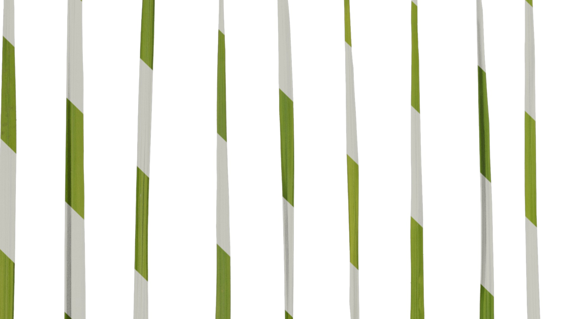 Anydrafts Imperata cylindrica Leaf 11 Texture_3