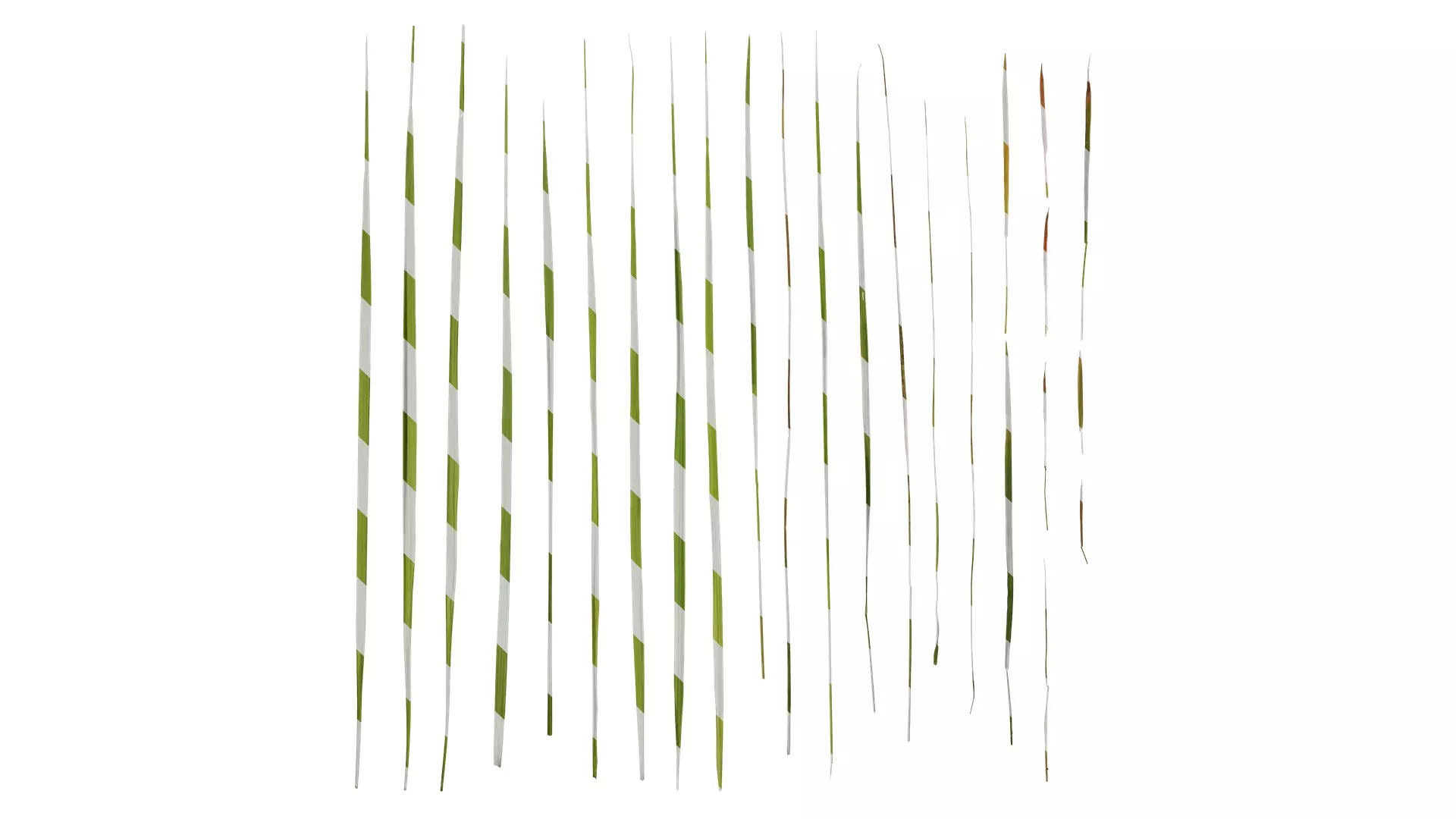 Anydrafts Imperata cylindrica Leaf 11 Texture_0