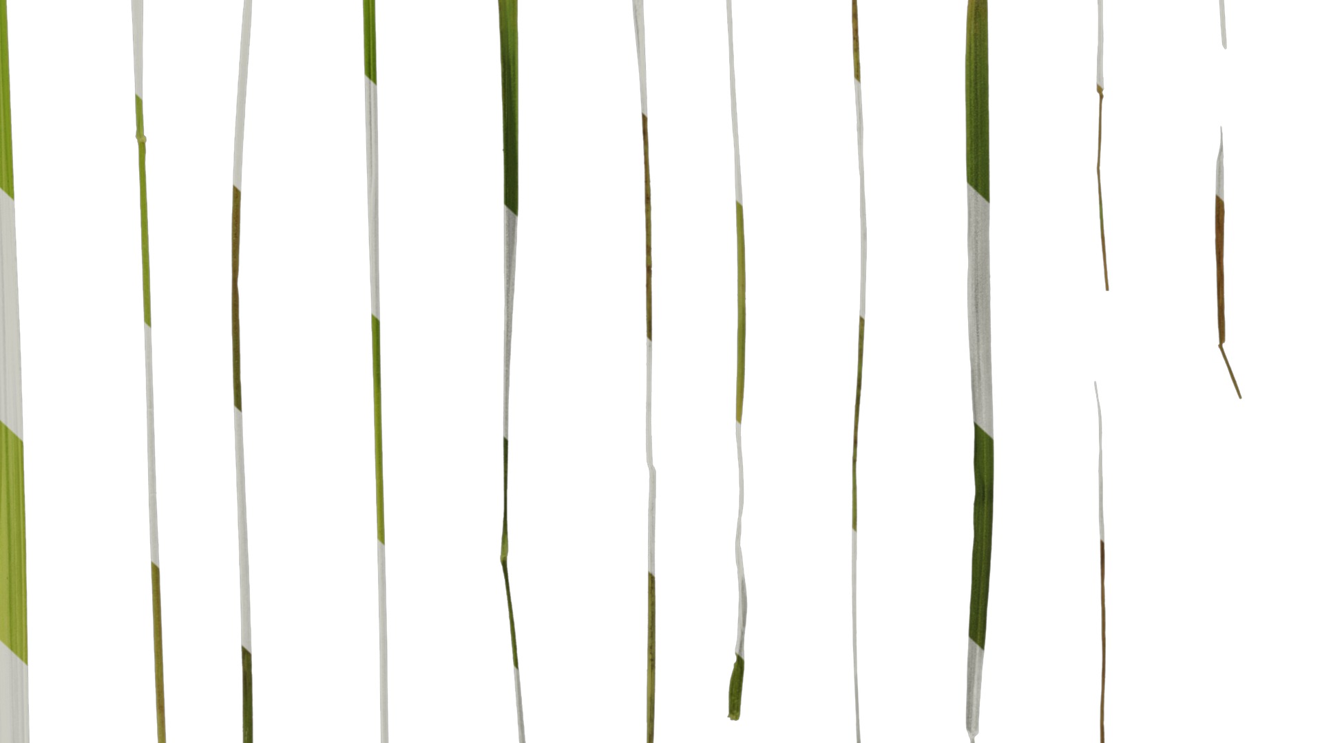 Anydrafts Imperata cylindrica Leaf 11 Texture_6