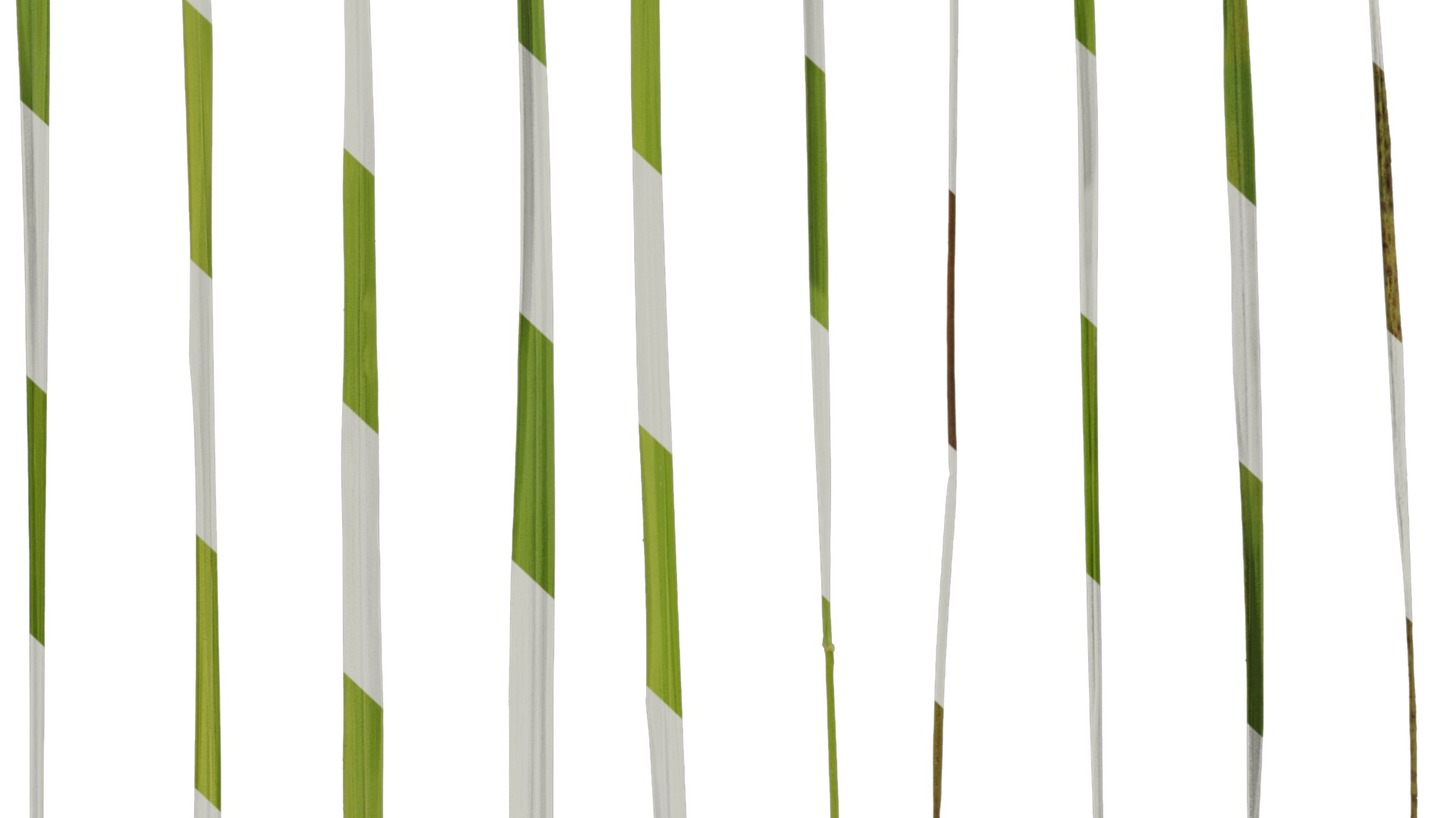 Anydrafts Imperata cylindrica Leaf 11 Texture_7