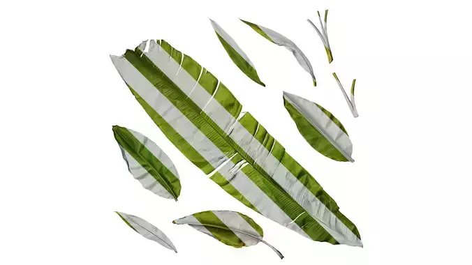 Anydrafts Musa basjoo Leaf 08