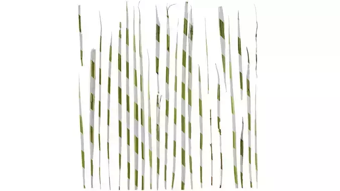 Anydrafts Miscanthus sinensis variegatus 01 Leaf 01