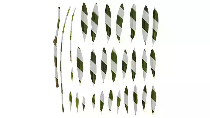 Anydrafts Nerium oleander Leaf 02