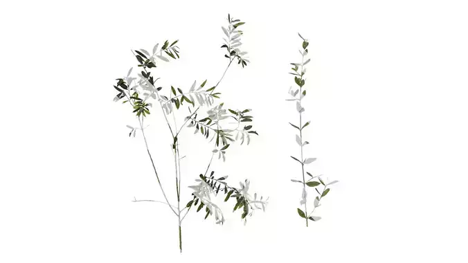 Anydrafts Olea europaea Atlas 07