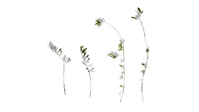 Anydrafts Olea europaea Atlas 17