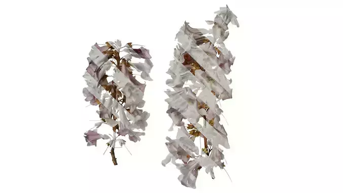 Anydrafts Paulownia fortunei Atlas 10