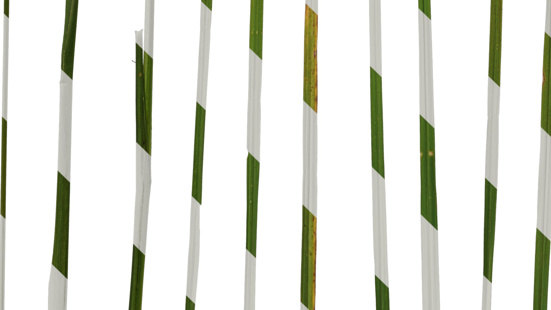 Anydrafts Pennisetum alopecuroides Leaf 02 Texture_5