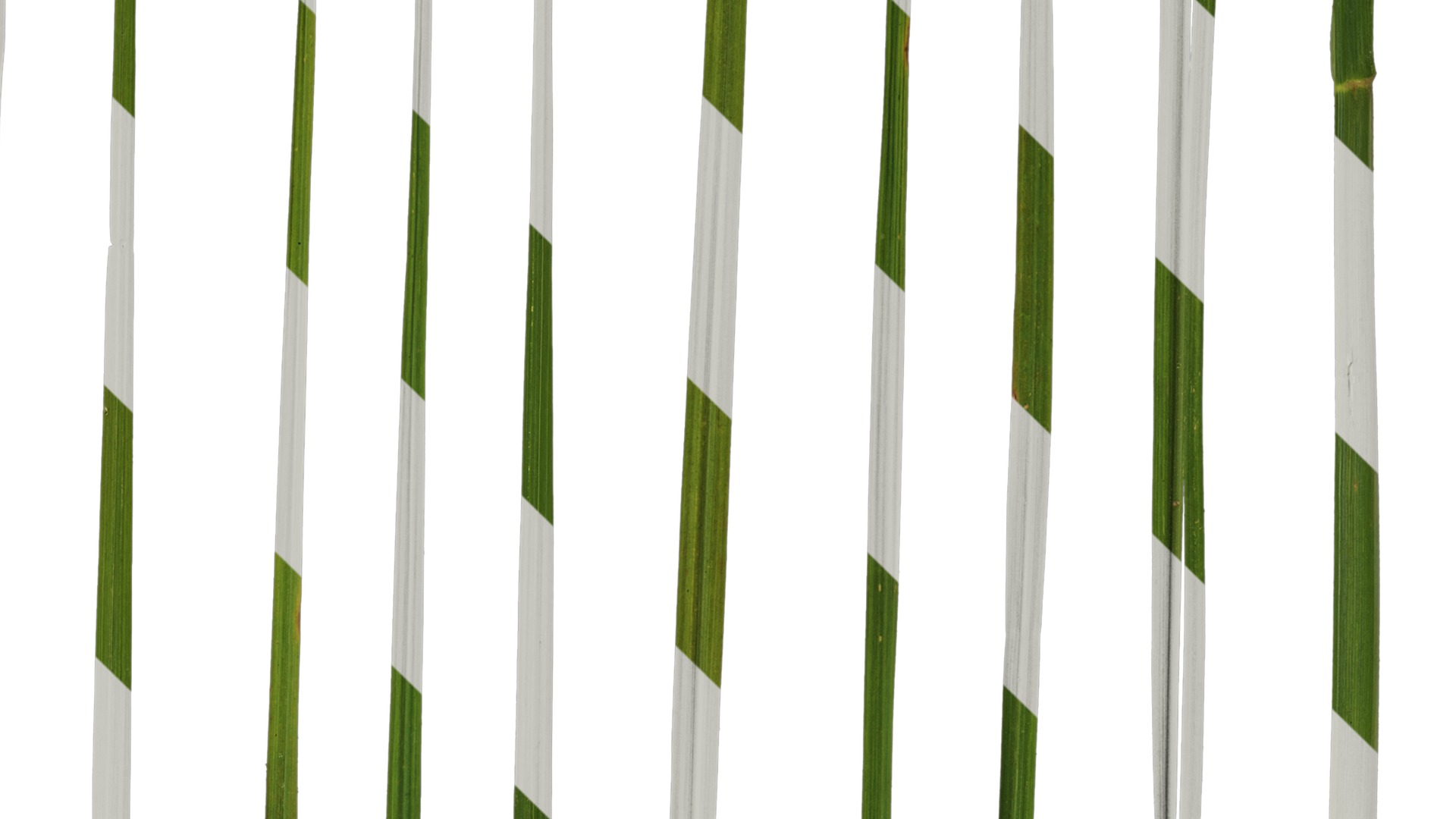 Anydrafts Pennisetum alopecuroides Leaf 02 Texture_4