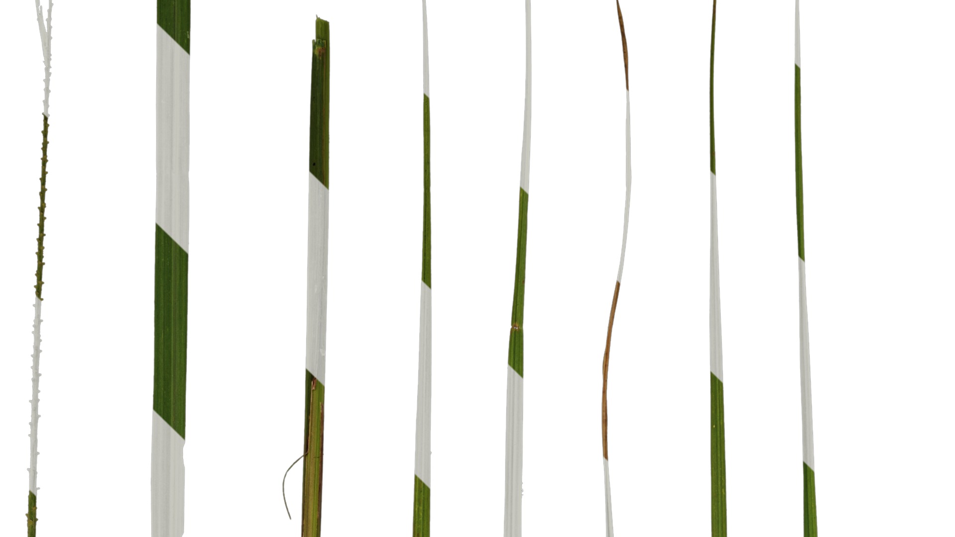 Anydrafts Pennisetum alopecuroides Leaf 02 Texture_1