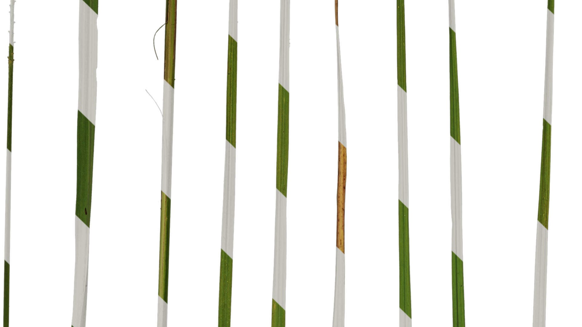 Anydrafts Pennisetum alopecuroides Leaf 02 Texture_3