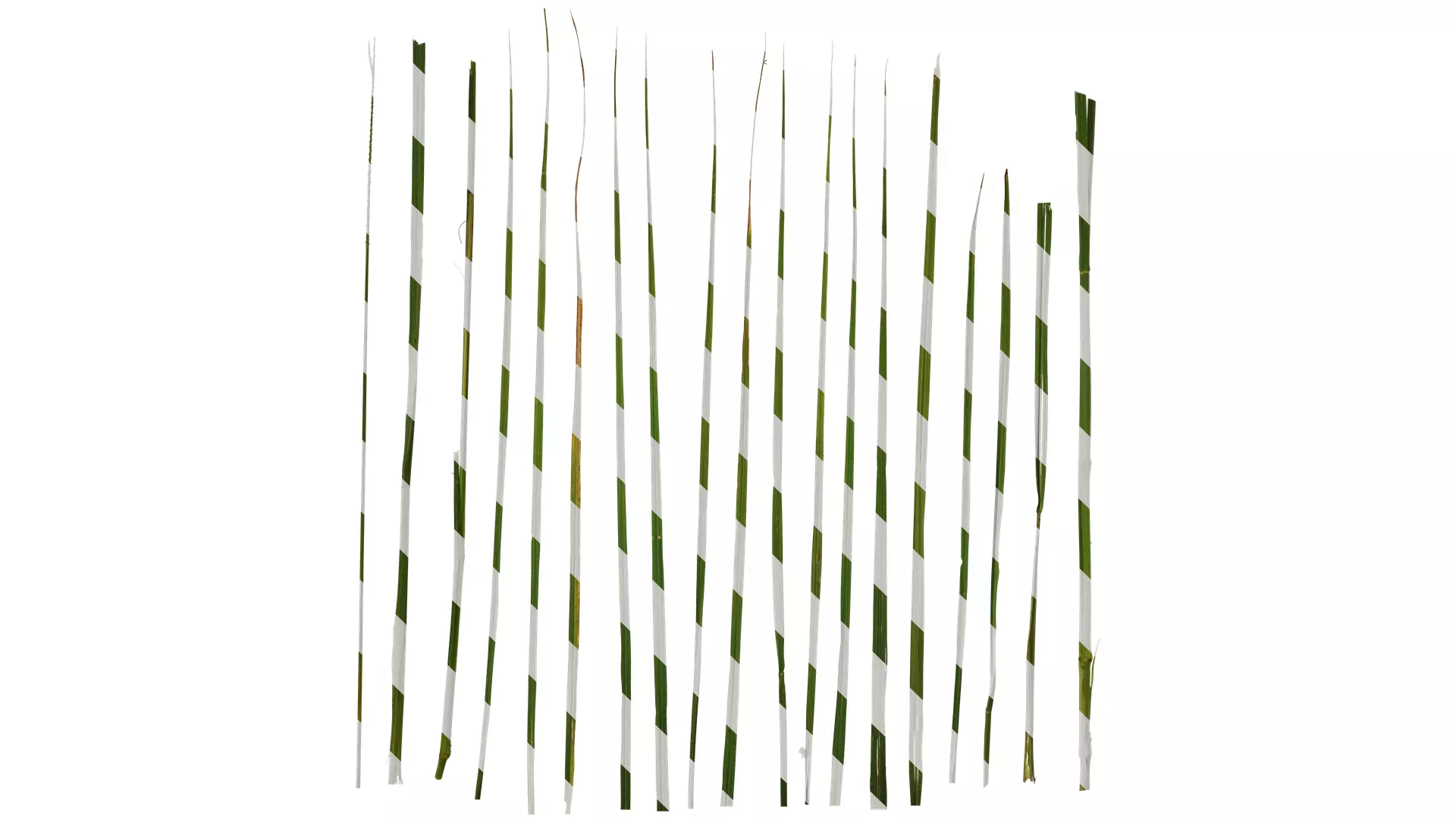 Anydrafts Pennisetum alopecuroides Leaf 02 Texture_0