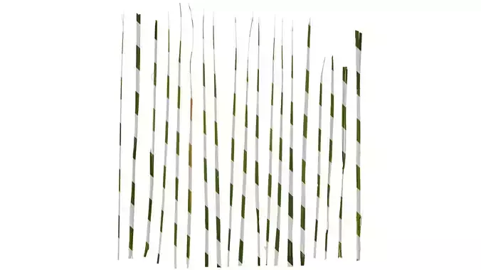 Anydrafts Pennisetum alopecuroides Leaf 02