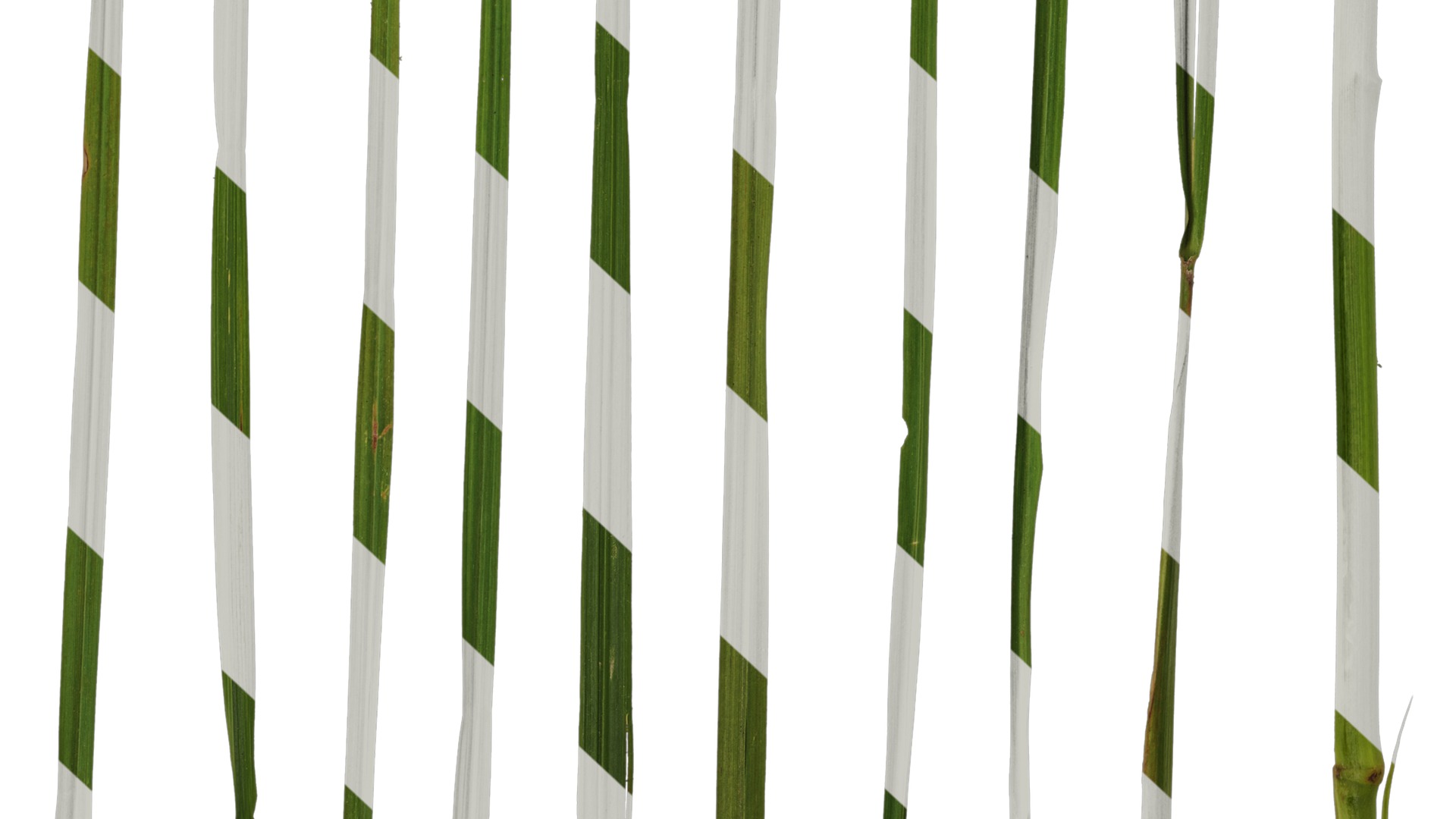 Anydrafts Pennisetum alopecuroides Leaf 02 Texture_6