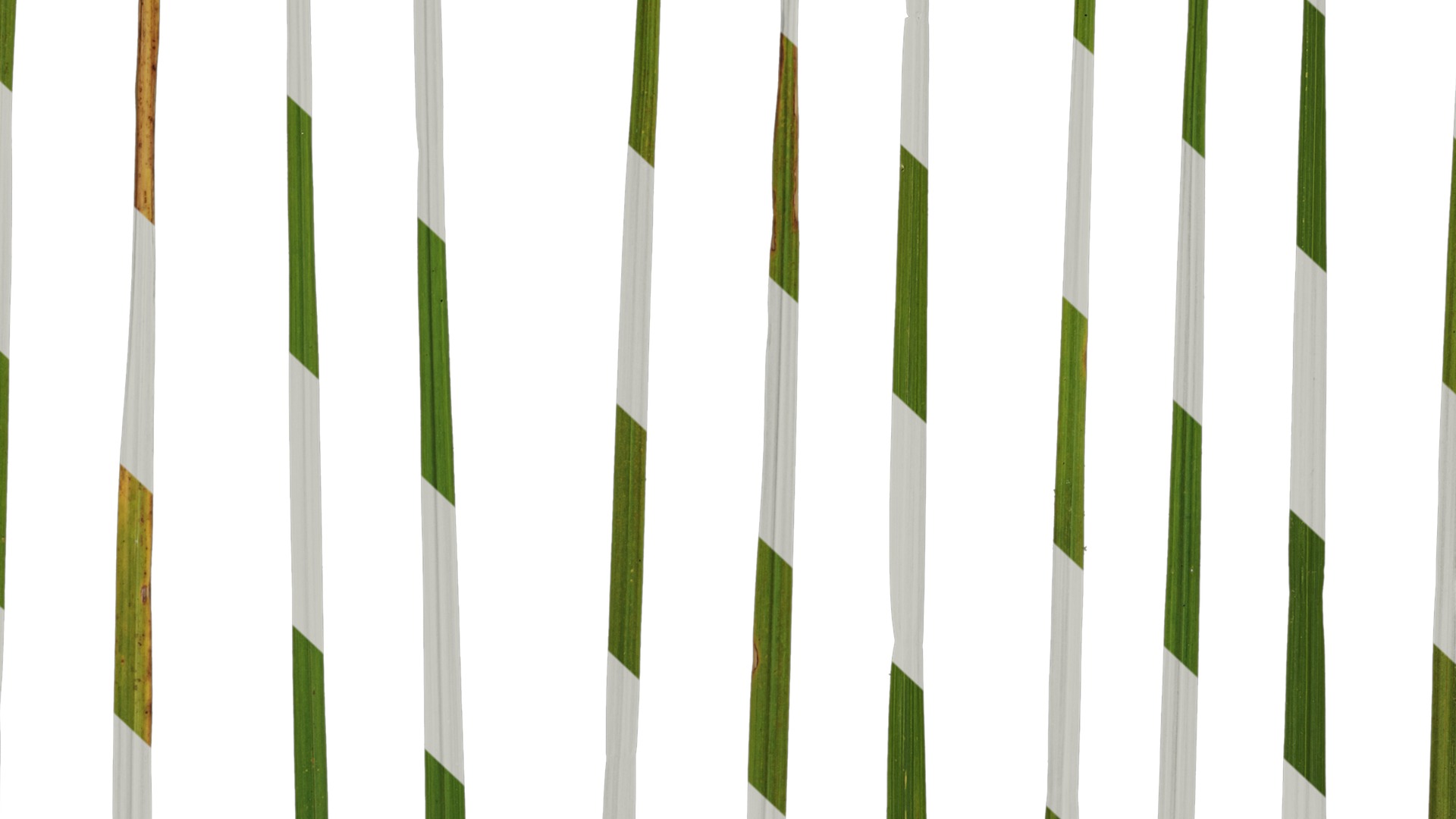 Anydrafts Pennisetum alopecuroides Leaf 02 Texture_7