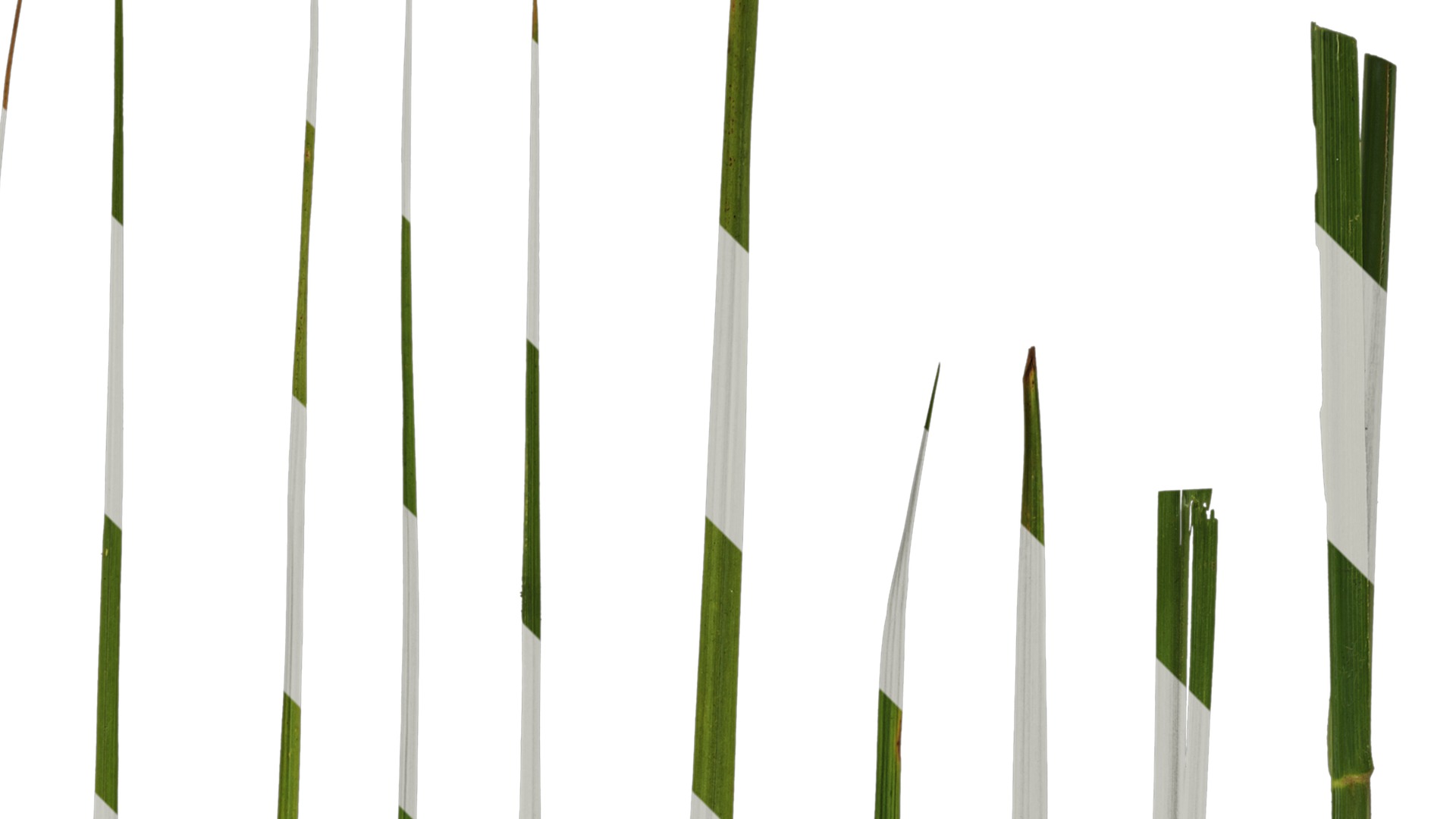 Anydrafts Pennisetum alopecuroides Leaf 02 Texture_2