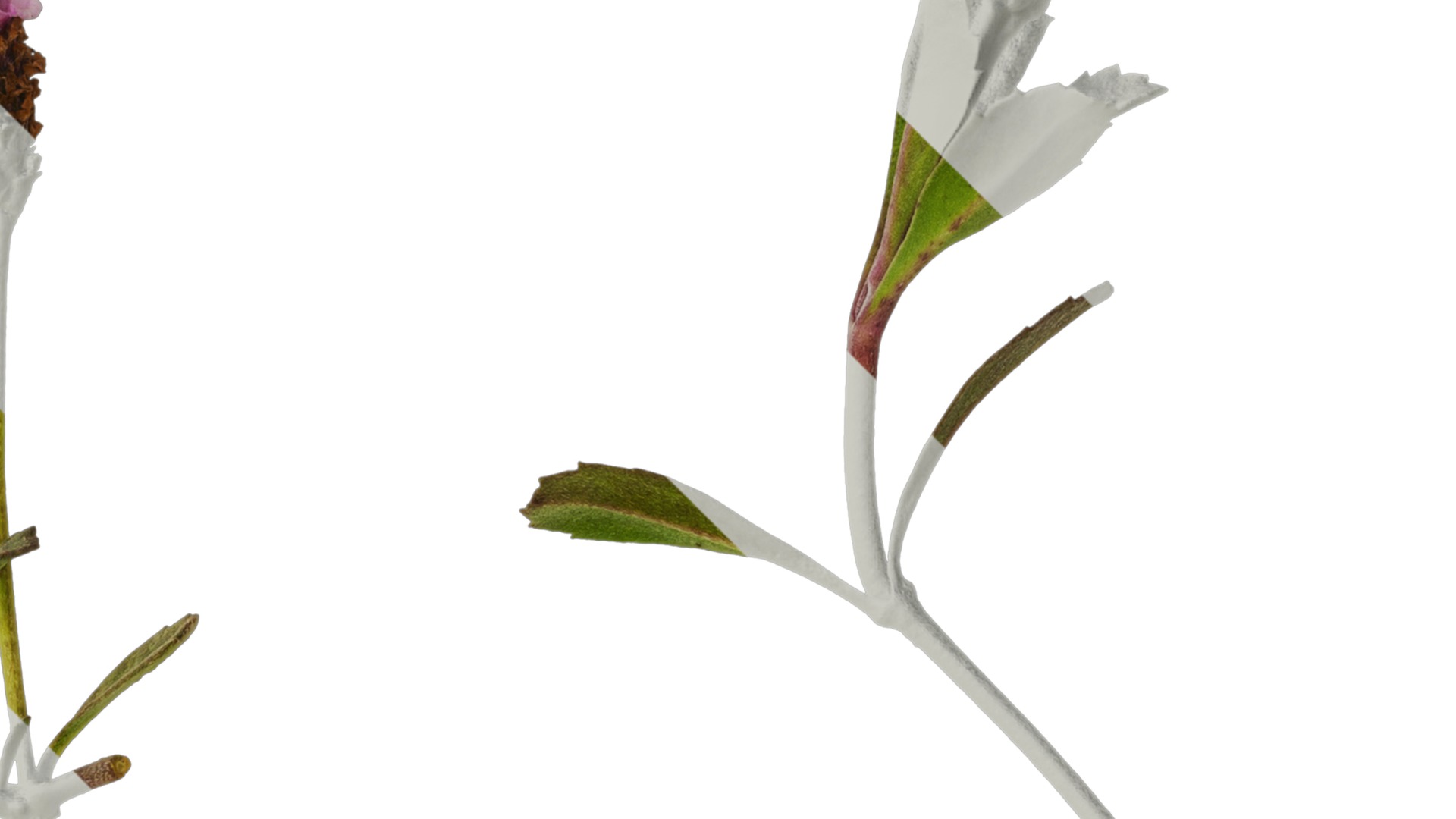 Anydrafts Phyla canescens Atlas 01 Texture_2