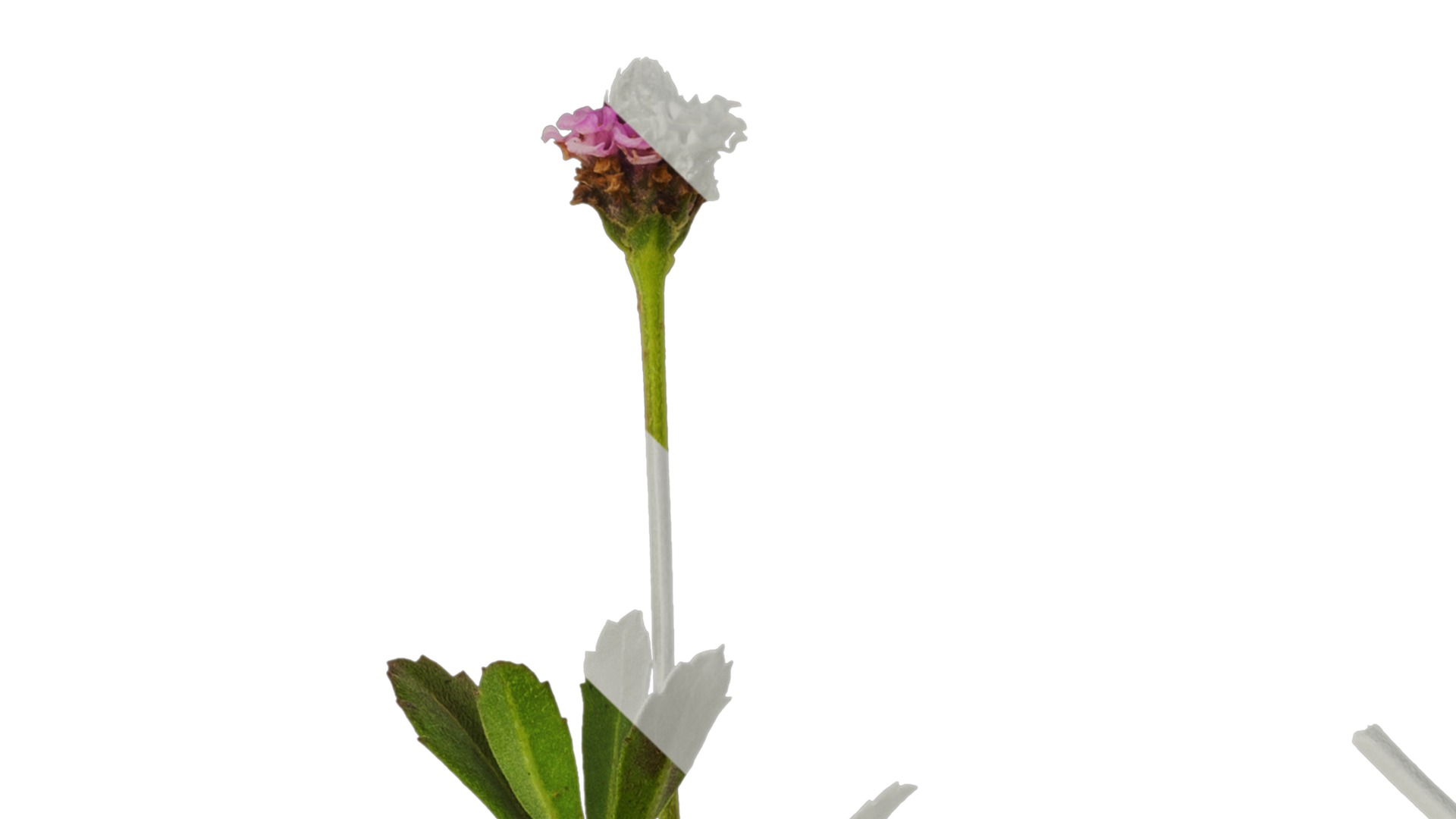 Anydrafts Phyla canescens Atlas 01 Texture_1