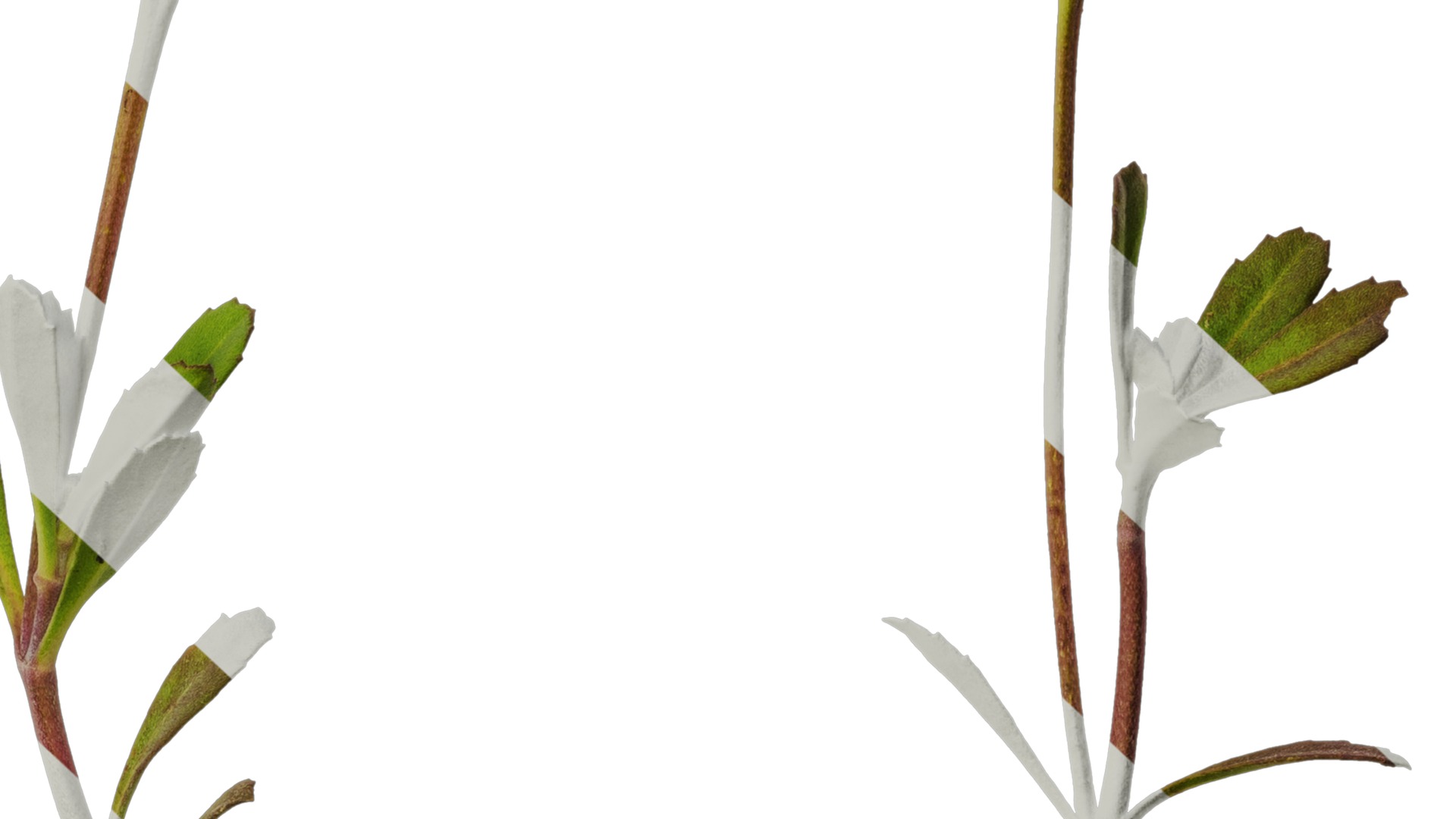 Anydrafts Phyla canescens Atlas 01 Texture_6