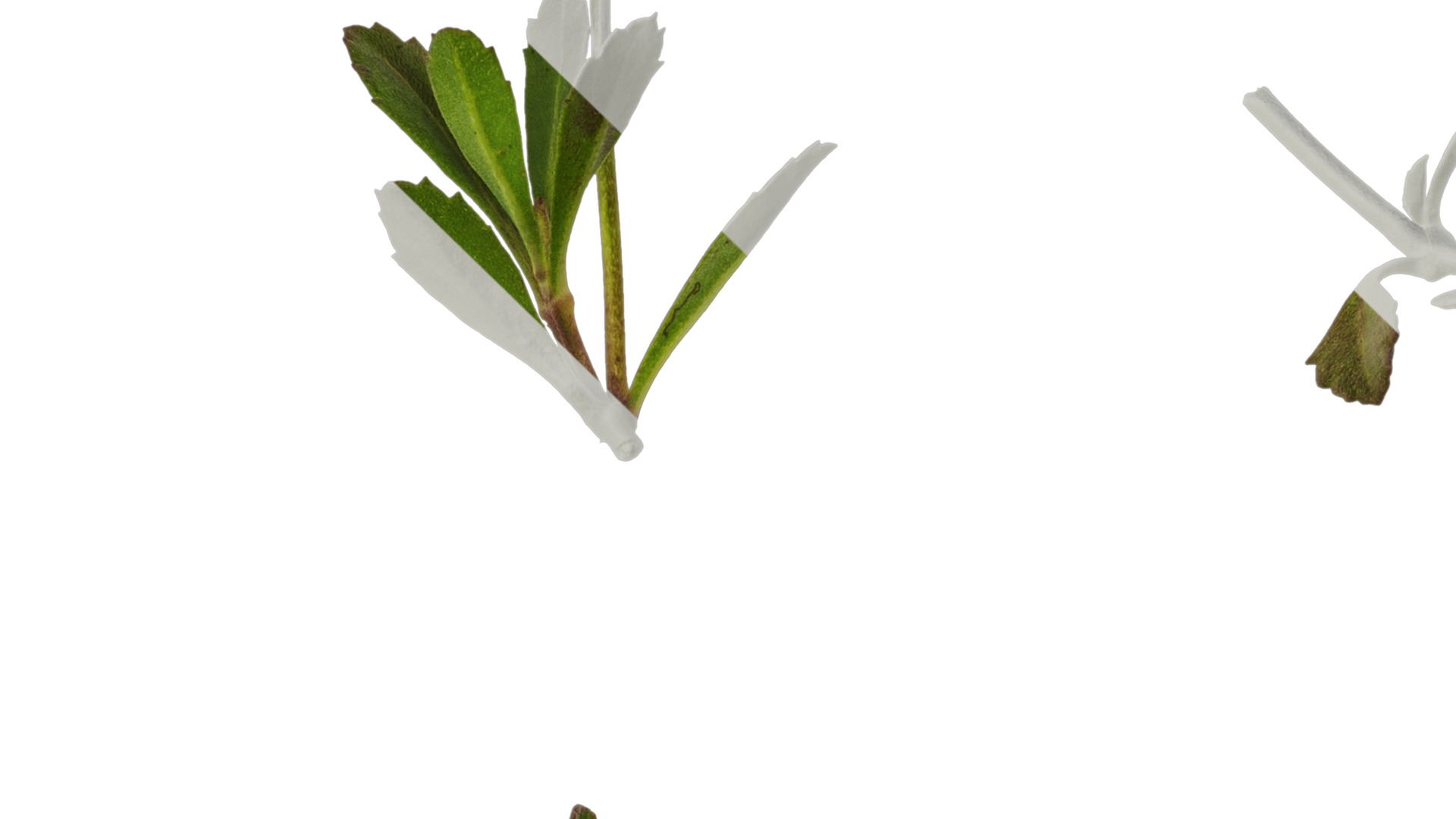 Anydrafts Phyla canescens Atlas 01 Texture_3