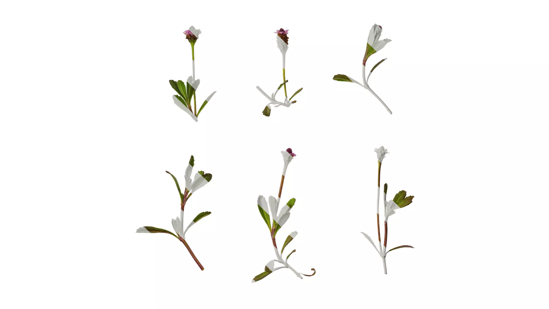 Anydrafts Phyla canescens Atlas 01 Texture_0