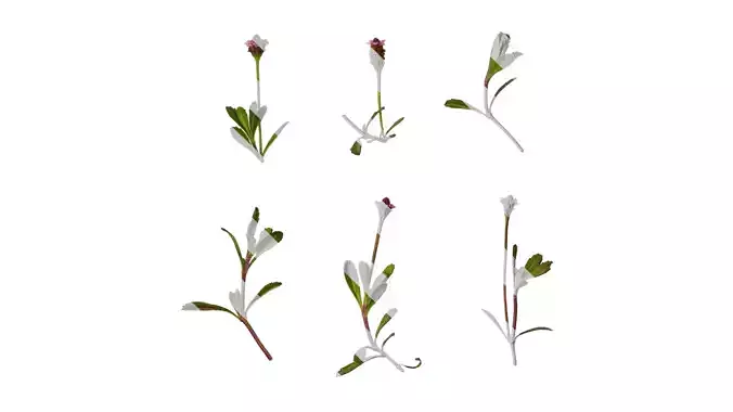 Anydrafts Phyla canescens Atlas 01